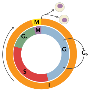 Schematic of the cell cycle. Outer ring: I = Interphase, M = Mitosis; inner ring: M = Mitosis, G1 = Gap 1, G2 = Gap 2, S = Synthesis; not in ring: G0 = Gap 0/Resting Cell Cycle 2-2.svg