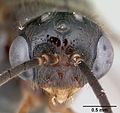 Голова самца Centromyrmex alfaroi