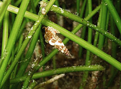 Cerithium rostratum