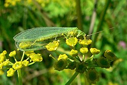 Chrysoperla carnea