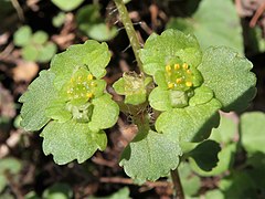 萼片は平開し、葯は黄色で萼片より短い。