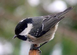 Photographie en couleurs d'un oiseau au plumage gris blanc et noir et à la tête et au bec noir, le corps penché vers l'avant