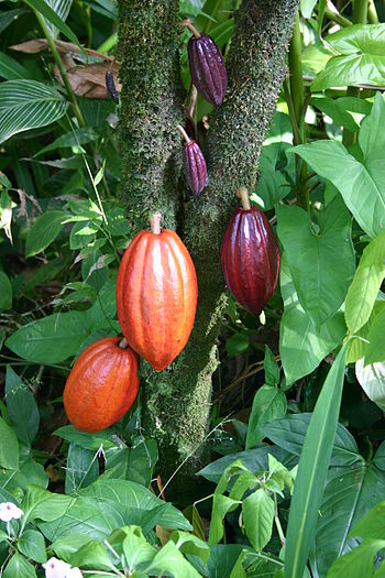 A cacao tree with fruit pods in various stages...