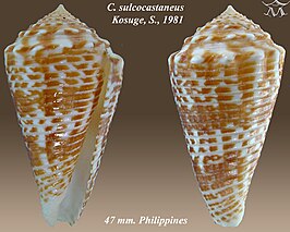 Conus sulcocastaneus