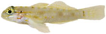 Coryphopterus glaucofraenum