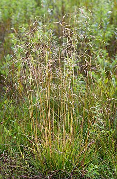 Kupstinė šluotsmilgė (Deschampsia cespitosa)