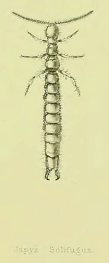 Miniatura para Japygidae