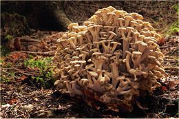 Šakotoji skylėtbudė (Polyporus umbellatus)