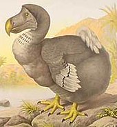 A dodo, the bird that became a byword in the English language for the extinction of a species ExtinctDodoBird.jpeg