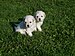 English: Picture about white puli puppies. Mag...