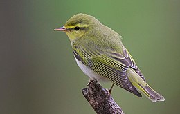 Flickr - Rainbirder - Wood Warbler (Phylloscopus sibilatrix).jpg