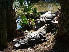 Mississippi-Alligatoren (Alligator mississippiensis)