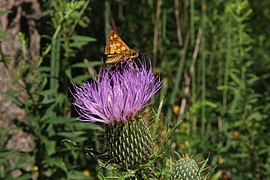 Field thistle with Peck's skipper