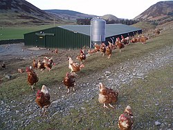 Free Range Hens - geograph.org.uk - 342791.jpg