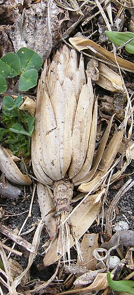 http://upload.wikimedia.org/wikipedia/commons/thumb/e/e0/FruitTulipierVirginie.jpg/272px-FruitTulipierVirginie.jpg