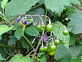 Bittersweet, Solanum dulcamara, on mound