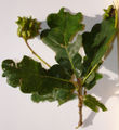 Knopper gall caused by Andricus quercuscalicis