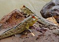 Fish ( Gambian Mudskipper )