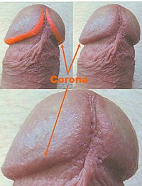 Corona del gland del penis