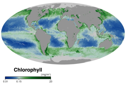 Ocean surface chlorophyll concentrations in October 2019. The concentration of chlorophyll can be used as a proxy to indicate how many phytoplankton are present. Thus on this global map green indicates where a lot of phytoplankton are present, while blue indicates where few phytoplankton are present. - NASA Earth Observatory 2019. Global ocean chlorophyll concentration October 2019.png