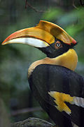 Great hornbill