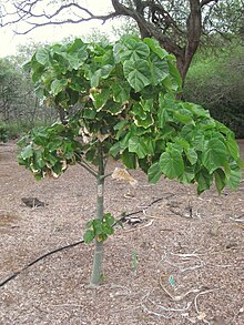 Hildegardia barteri - Koko Crater Botanical Garden - IMG 2298.JPG