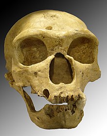 Cranio di Homo Neanderthalensis