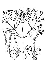 Miniatura para Houstonia longifolia
