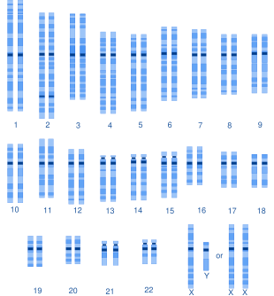 A graphical representation of the typical human karyotype. Human karyotype.svg