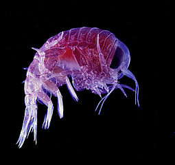 The amphipod Hyperia macrocephala – part of the zooplankton