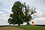 Winterlinde (Tilia cordata)