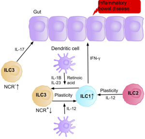 A diagram of the gut epithelium, displaying the ILC cells present in the environment, and how they interact with the epithelium and one another, causing inflammation and therefore IBD. The diagram displays the plasticity between ILC1s, into ILC3s, and vice versa, and the plasticity of ILC2s, being able to become ILC1 cells, in the presence of certain cytokines and effector cells.