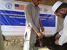 FMD vaccination Large animals receive vaccination from Foot and Mouth Disease under the USAID and FAO project. (16075662791).jpg