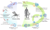 Lifecycle of Leishmaniasis Leishmaniasis life cycle diagram en.svg