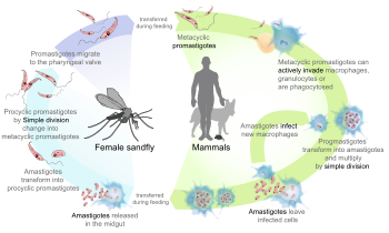 English: Life cycle of the parasites from the ...