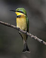 Little Bee-eater