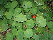 Kapuzinerkresse (auch Tropaeolum minus, Tropaeolum brasiliense) (Blätter, Blüten und junge Früchte)