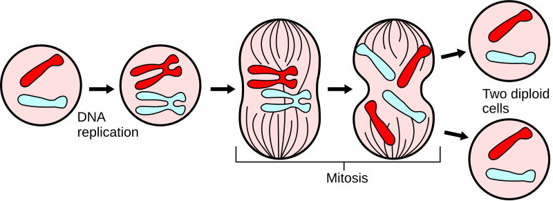 File:Major events in mitosis.svg