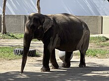 A photo of Mali the elephant in Manila Zoo.