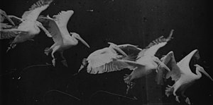 Летящий пеликан, сфотографированный Маре. Примерно в 1882 году он разработал способ запечатлеть на фотографии различные фазы движения.