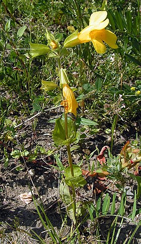 Mimulus guttatus