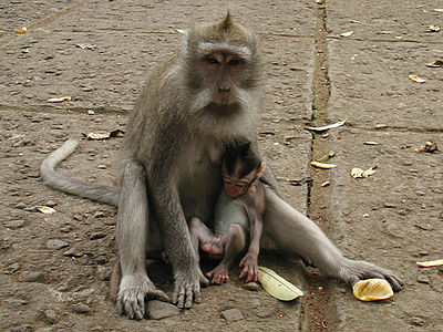 Duang ekor ibu miwah anak monyet ring Alas Bojog Ubud