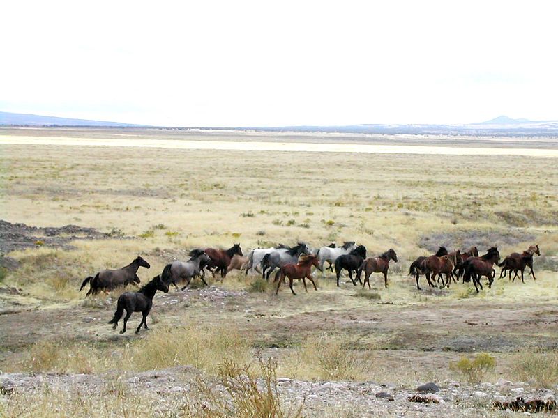 800px Mustang Utah 2005 2