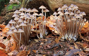 Mycena inclinata джууала Лондондагъы Трент-паркда