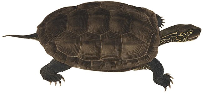 Chinese pond turtle Mauremys reevesii