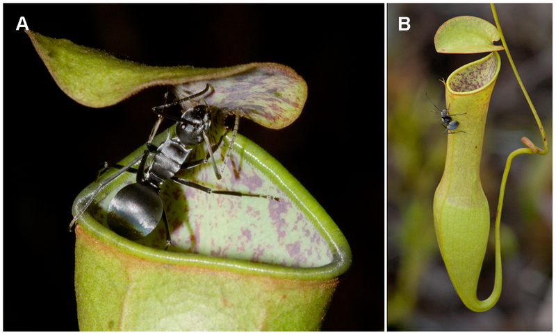 File:Nepenthes gracilis with ant.png