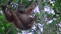 Orangutanka in mladič