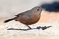 Image 3 Rockwarbler Photograph credit: John Harrison The rockwarbler (Origma solitaria) is a species of bird in the Australian warbler family Acanthizidae. It is found only in the Australian state of New South Wales, where its preferred habitat is woodland with cliffs and gullies and exposed sandstone or limestone rocks. Its nest is a hanging structure in a cave, made of grasses, roots, bark and moss, with spider web used as an adhesive. The species is listed as being of least concern by the International Union for Conservation of Nature. This rockwarbler was photographed in the Royal National Park. More selected pictures