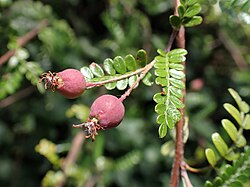 Osteomeles schwerinae