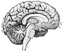 PSM V26 D764 Longitudinal section through the center of the brain